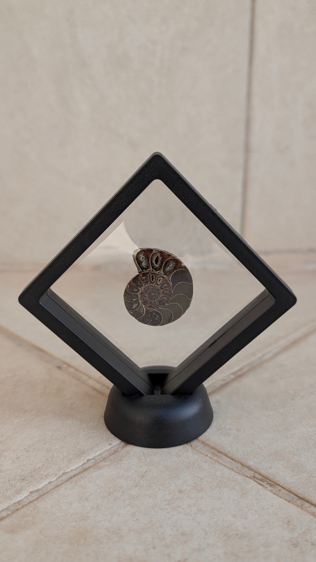 Ammonite polie (avec cadre et support)