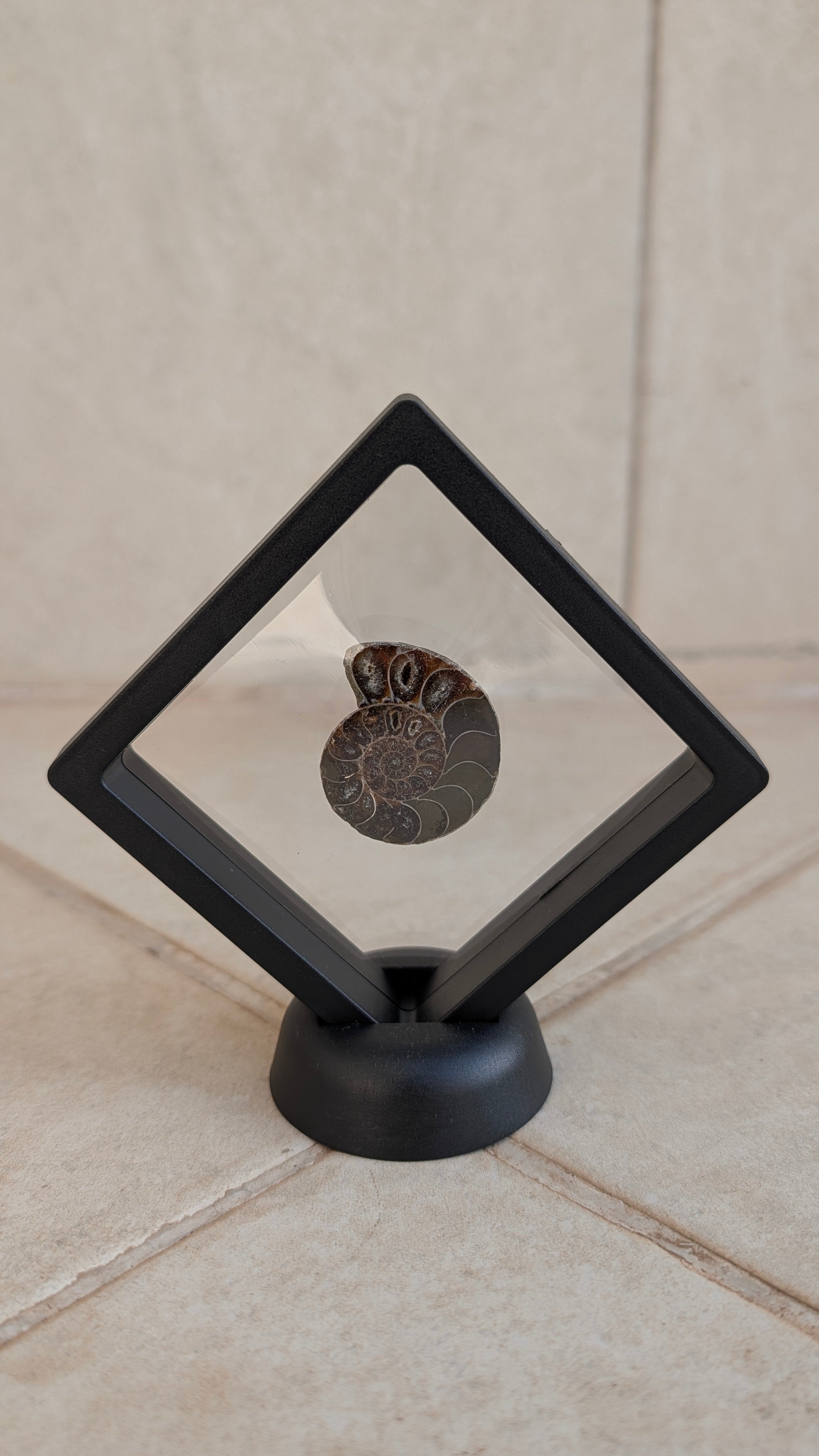 Polished Ammonite (with frame and stand)