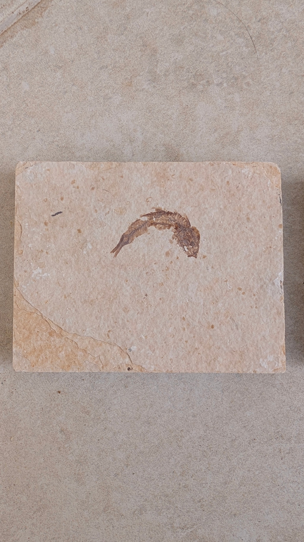 Fossile de poisson Mini Knightia eocaena