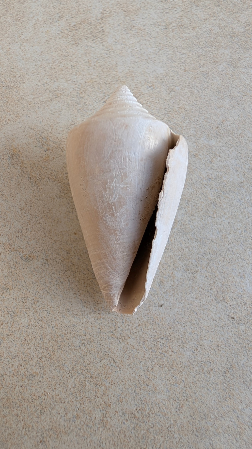 Fossile de gastéropode Conus marylandicus