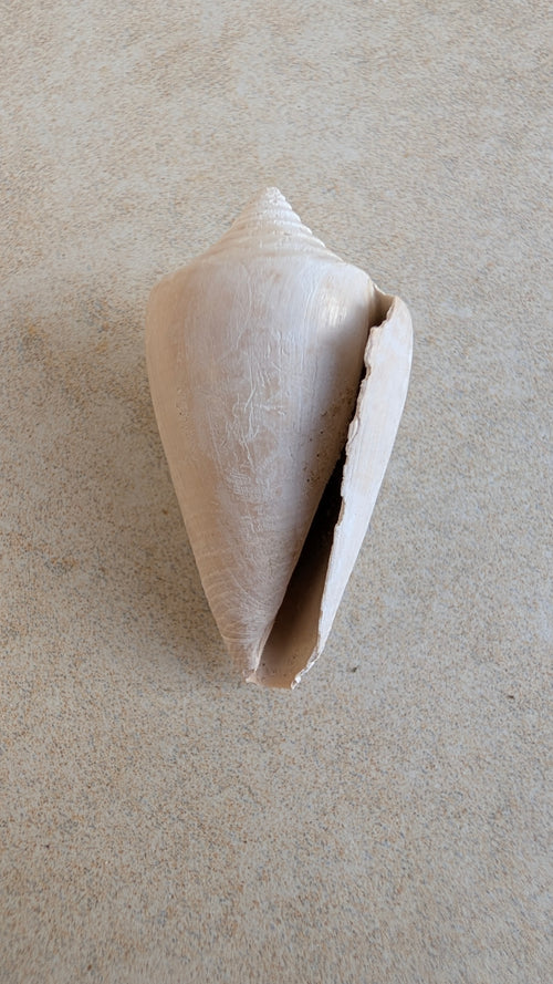 Conus marylandicus Gastropod Fossil