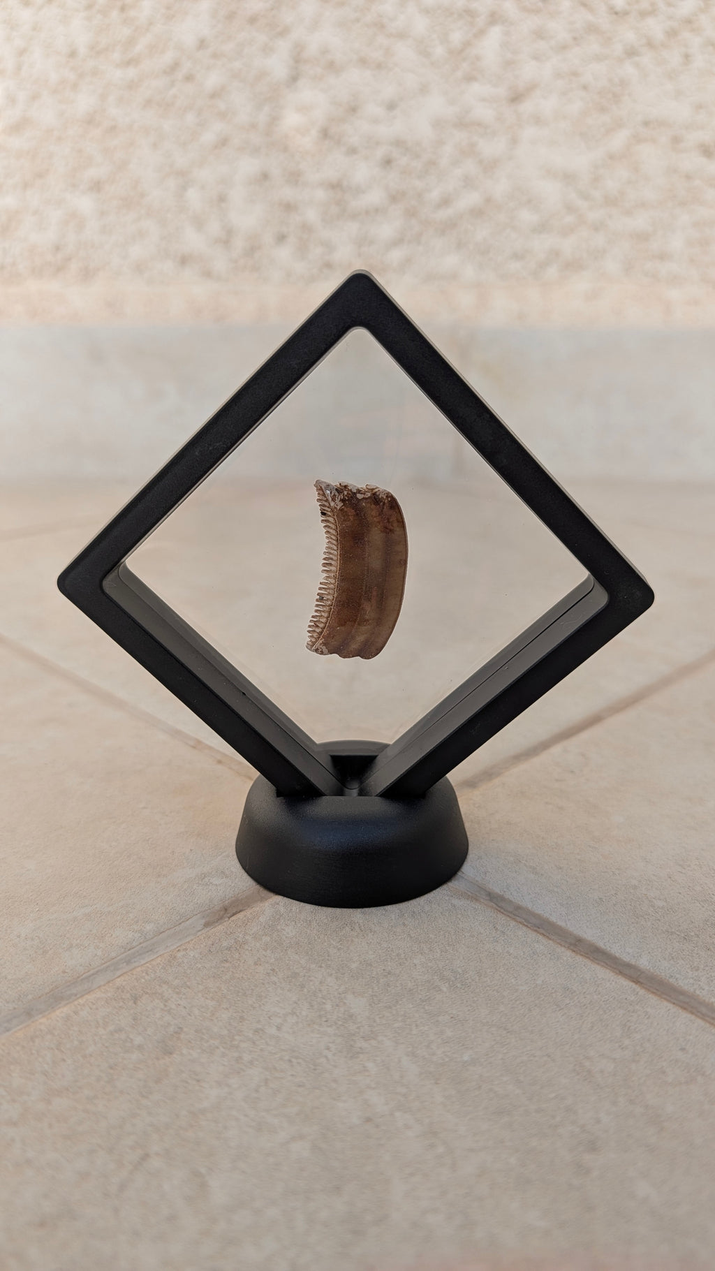 Fossil Ray Dental Plate (with frame and stand)