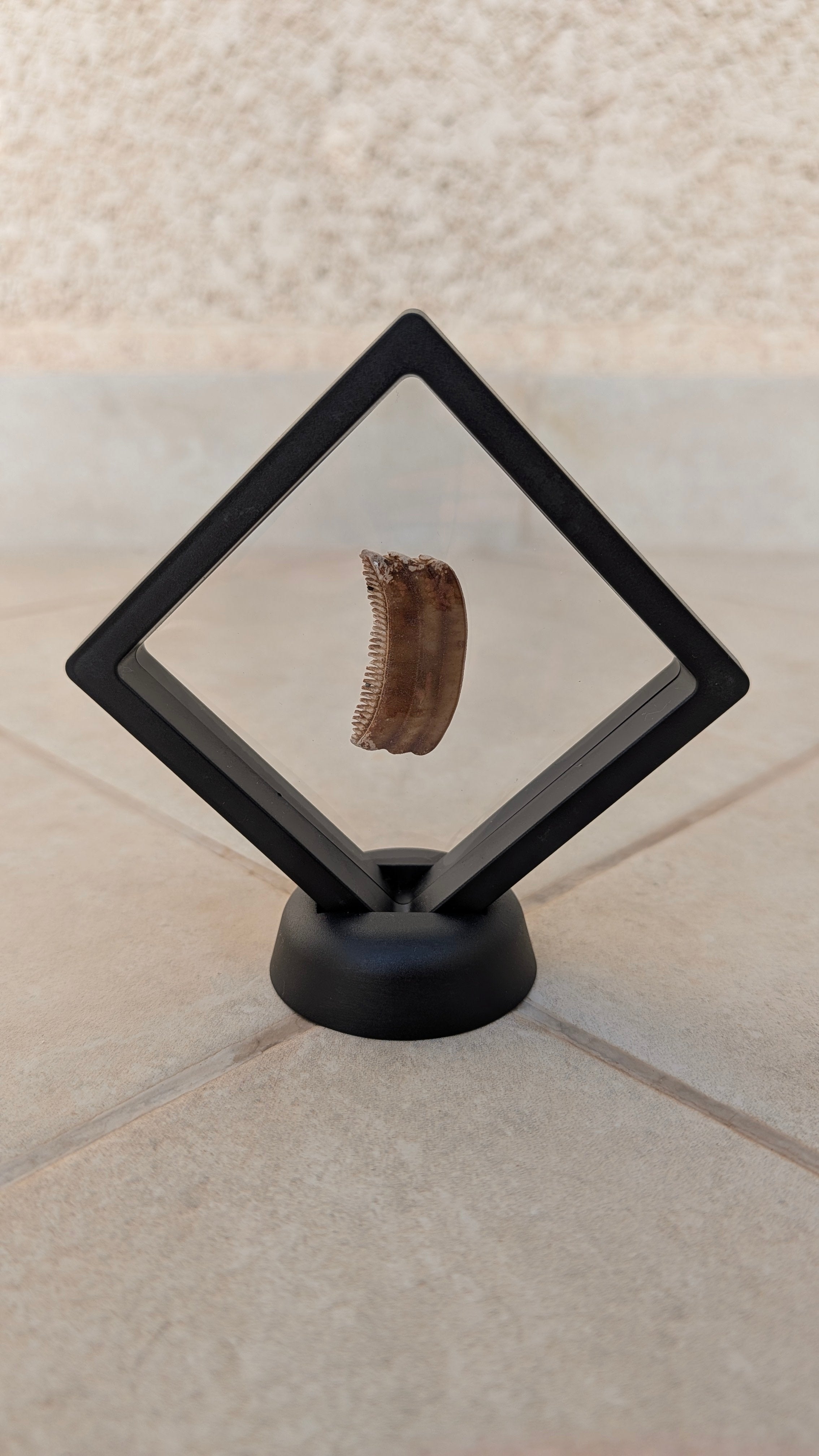 Fossil Ray Dental Plate (with frame and stand)