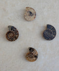 Ammonites polis