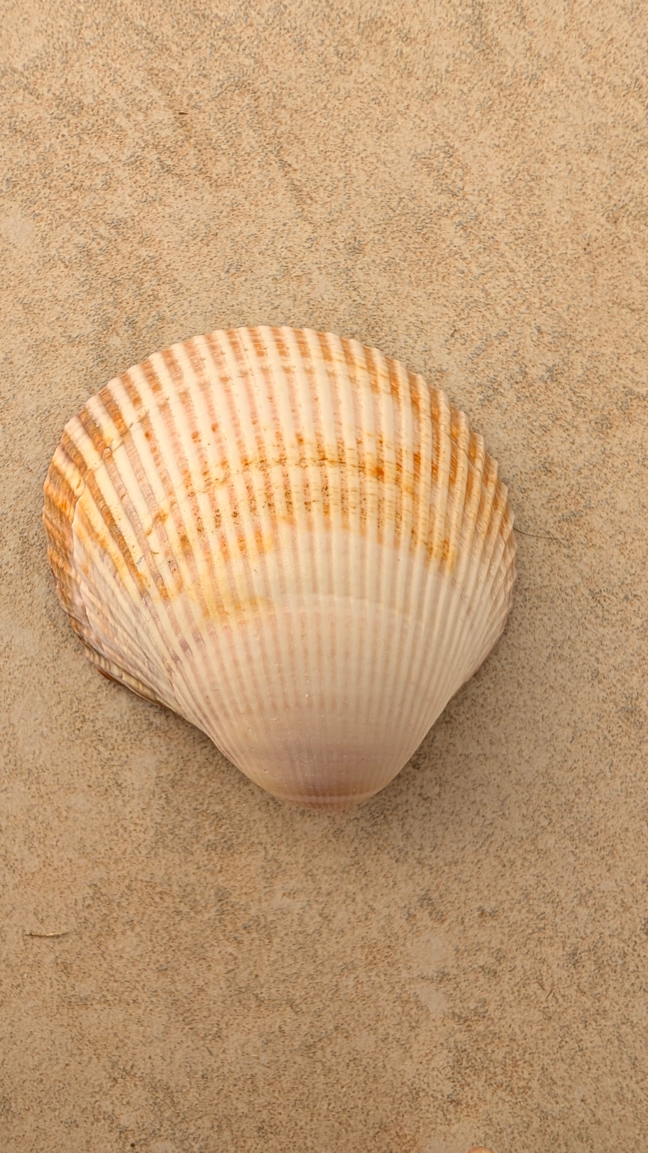 Assorted Seashells