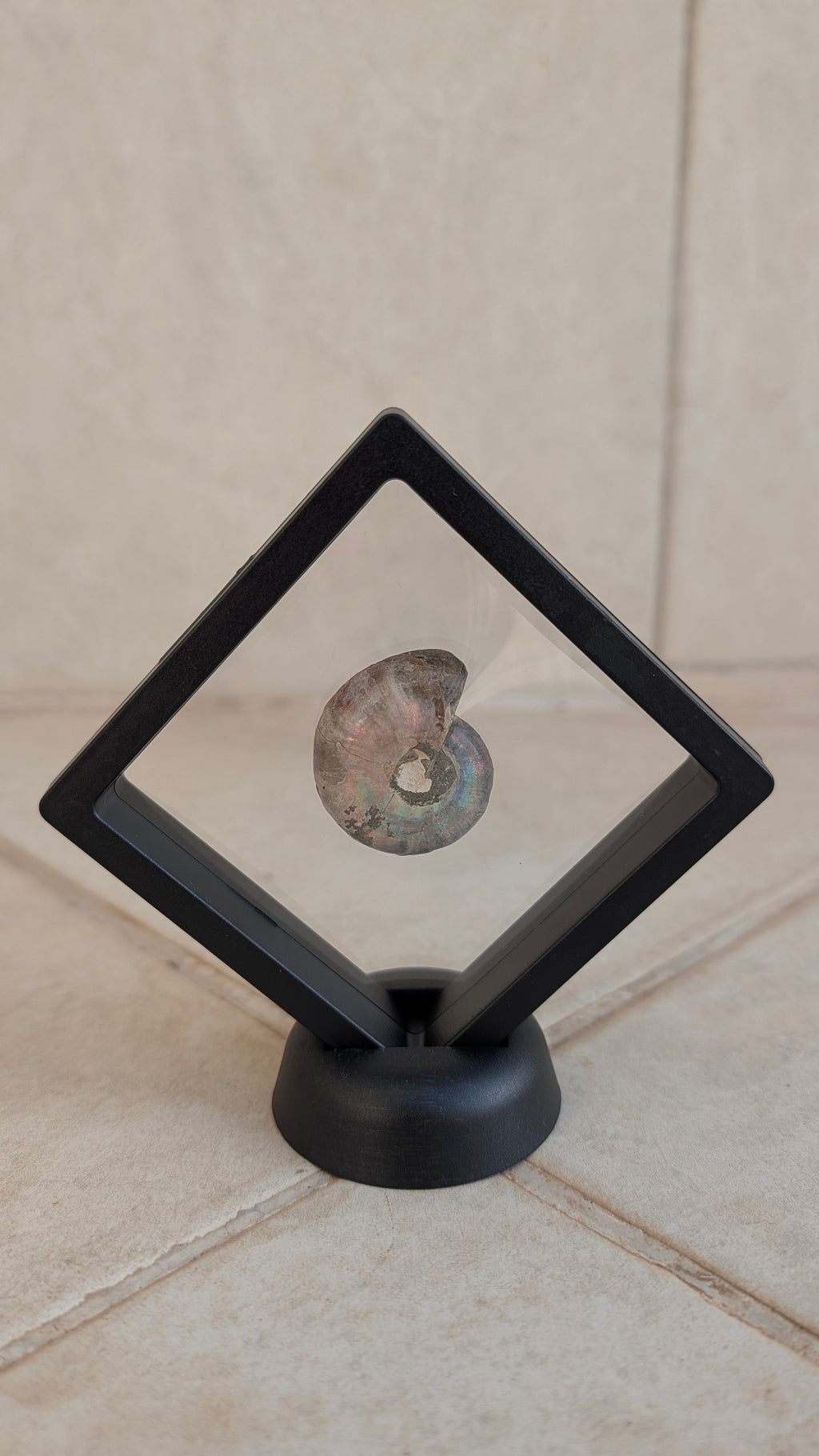 Ammonite polie (avec cadre et support)