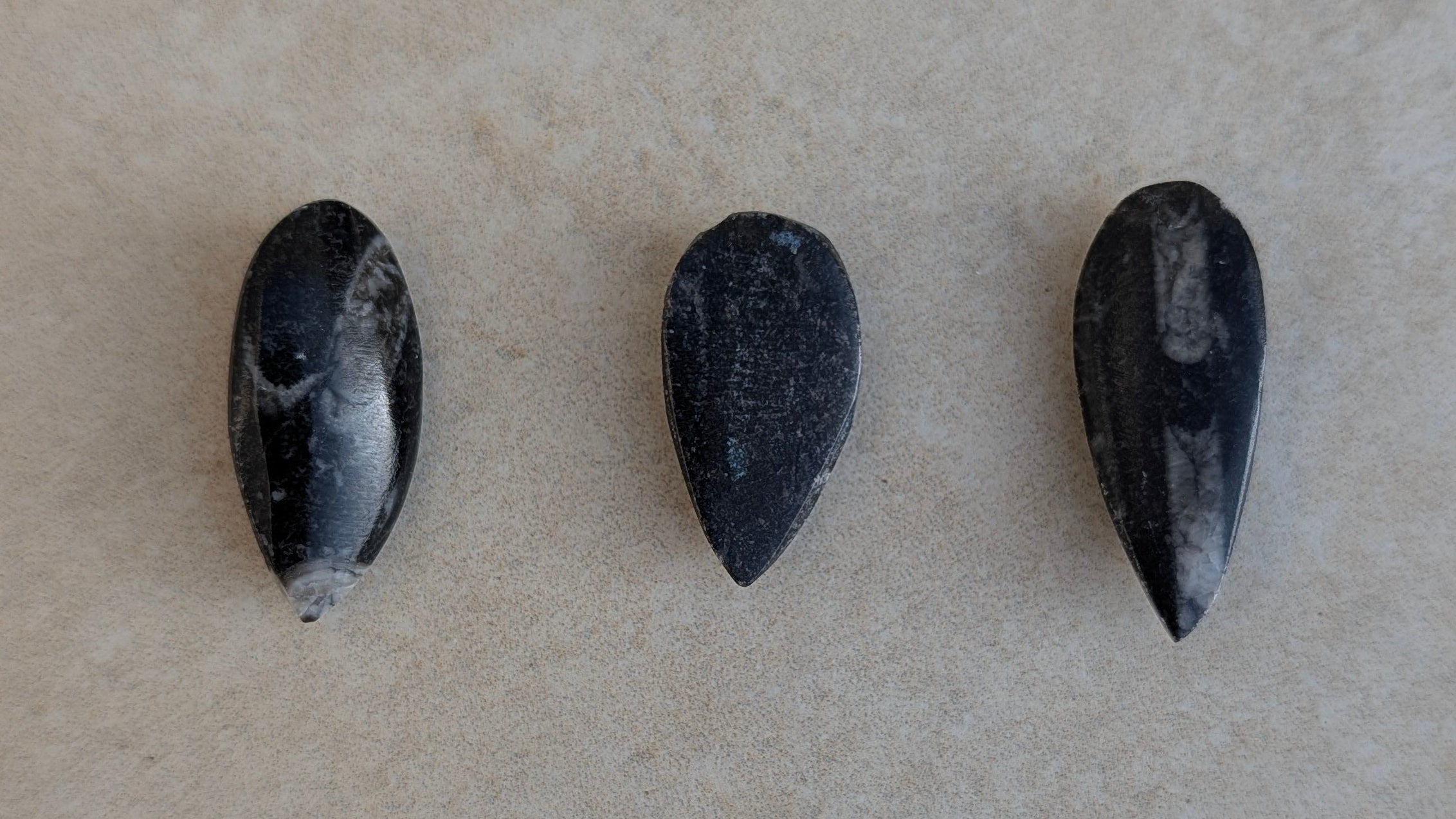 Fossile d'orthocère poli