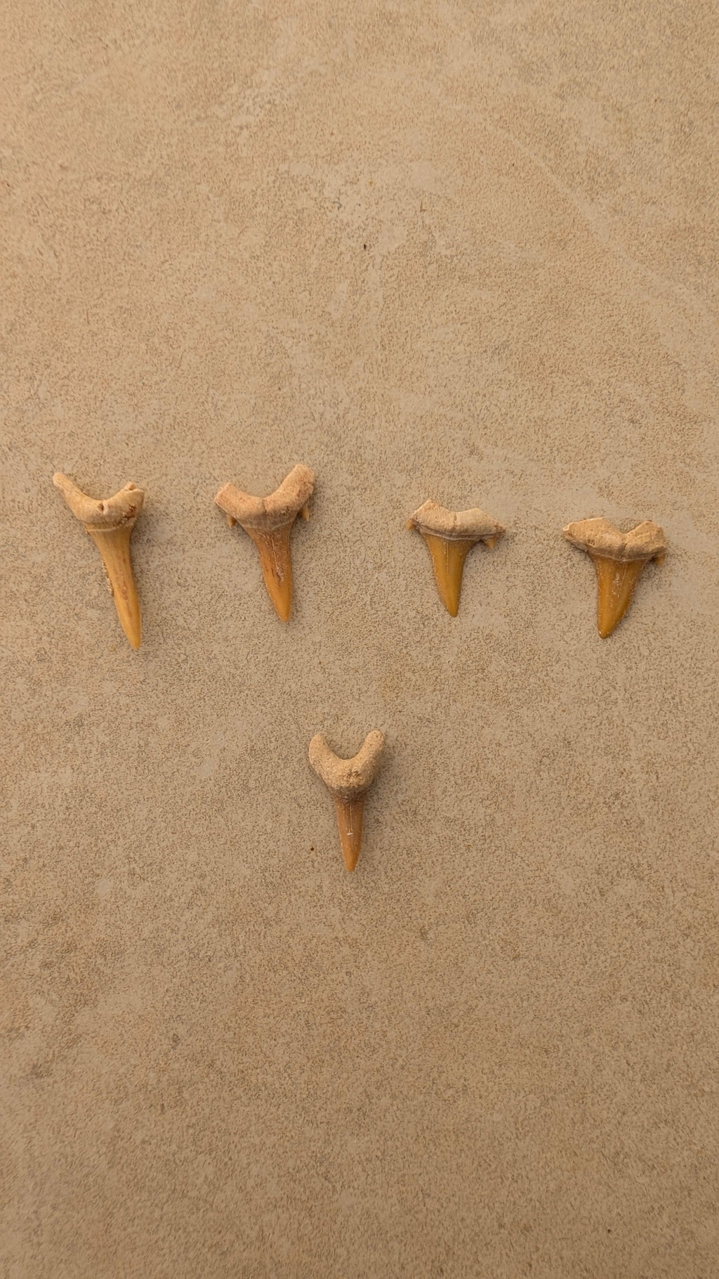 Dents de requin-taureau