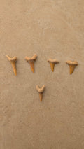 Dents de requin-taureau