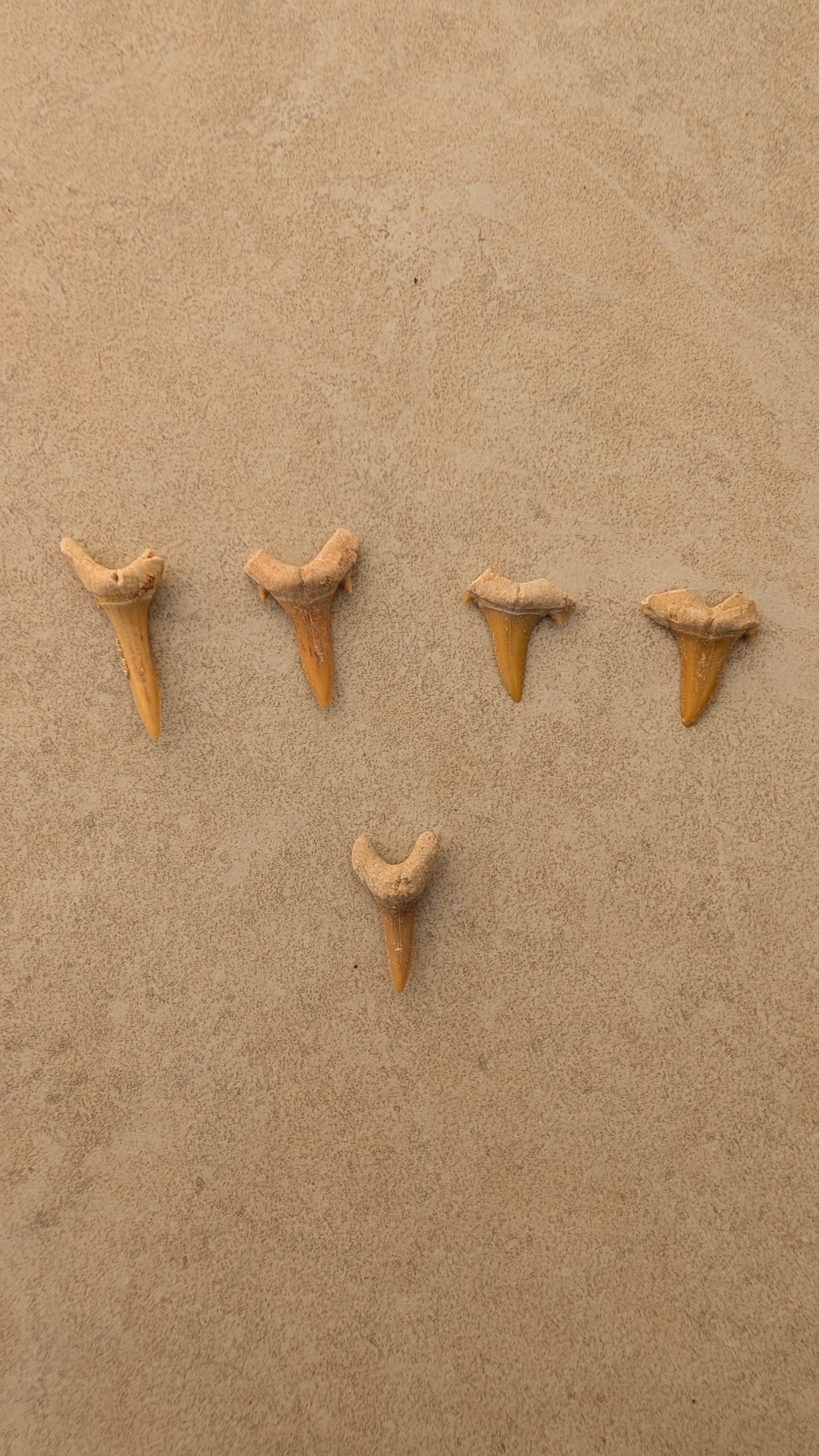 Dents de requin-taureau