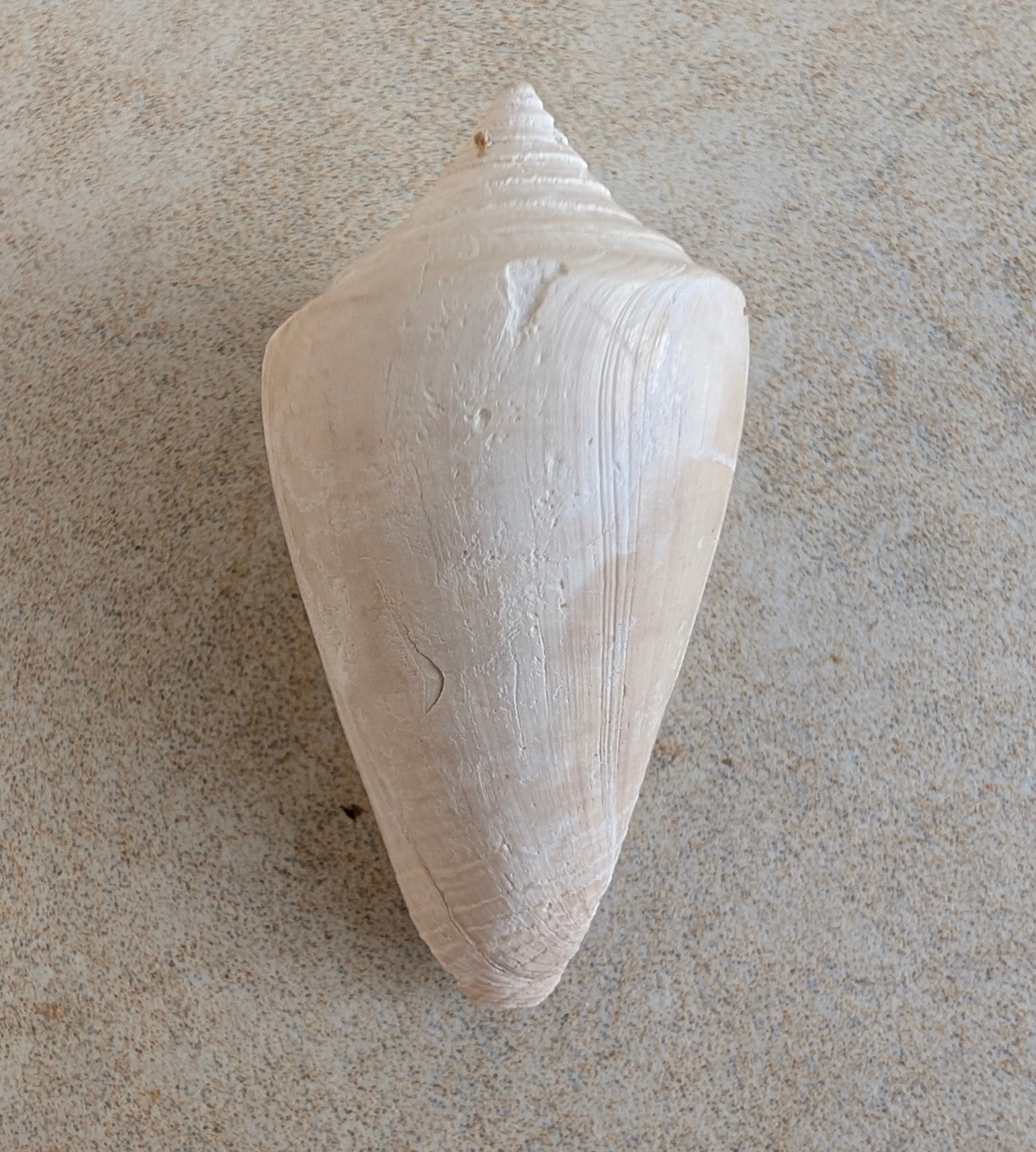 Conus marylandicus Gastropod Fossil