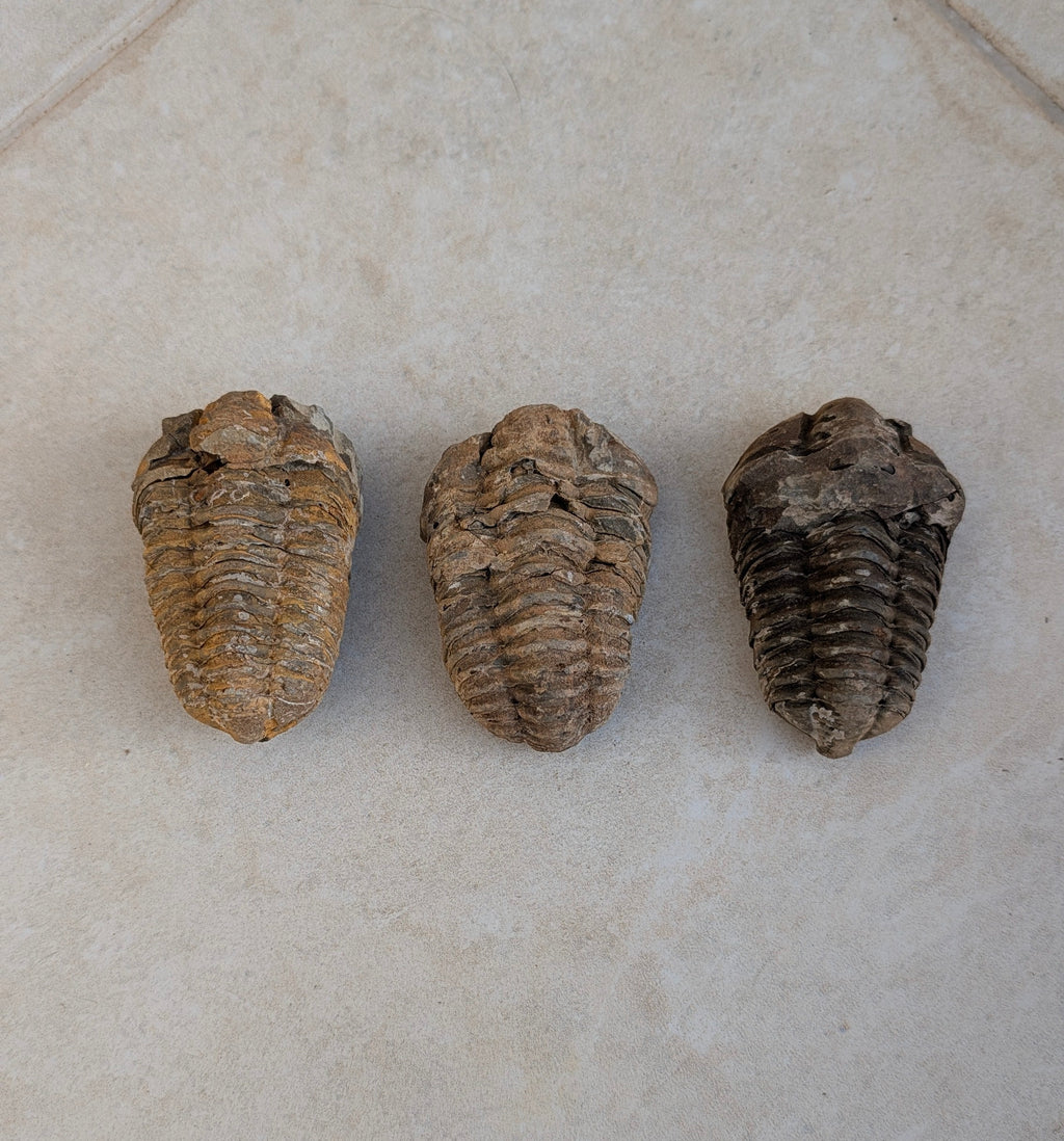 Calymène (Colpocoryphe) Trilobite