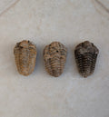 Calymène (Colpocoryphe) Trilobite