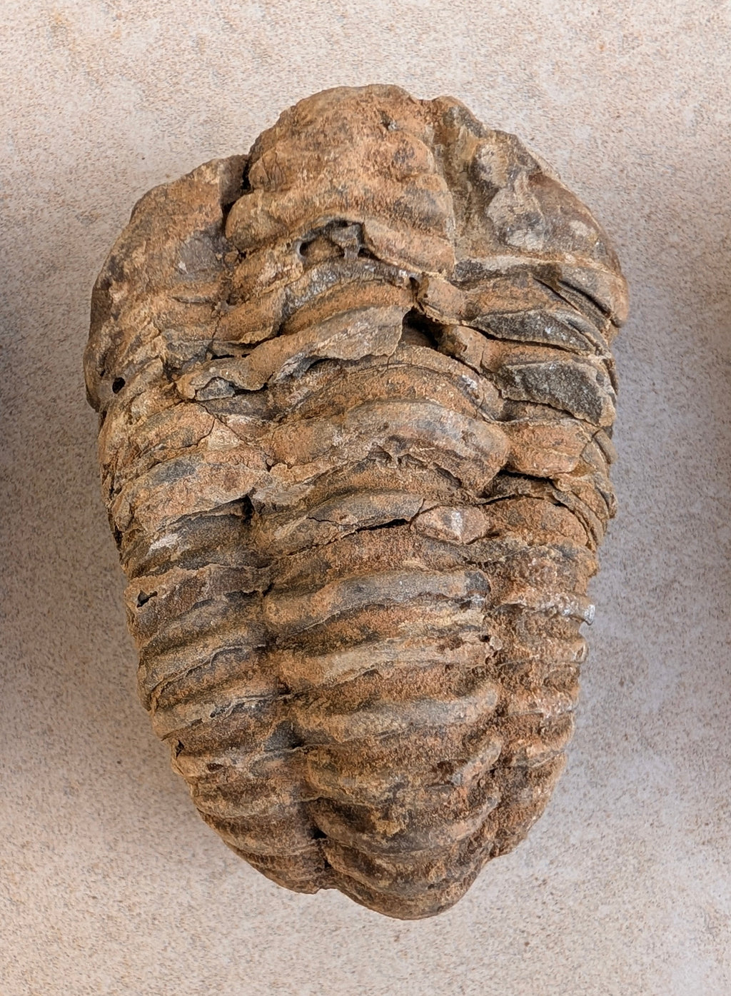 Calymène (Colpocoryphe) Trilobite