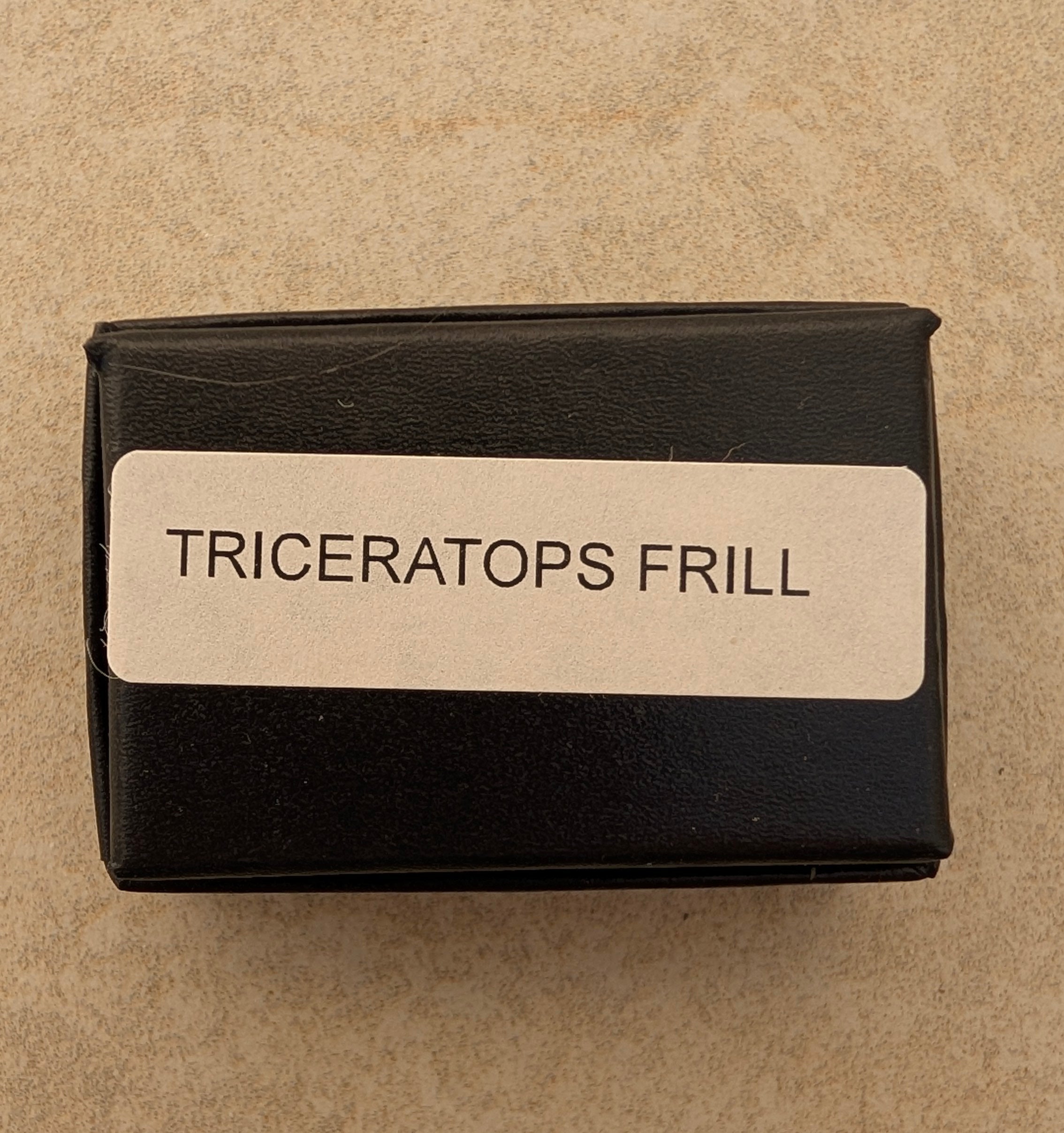 Triceratops Frill Fossil