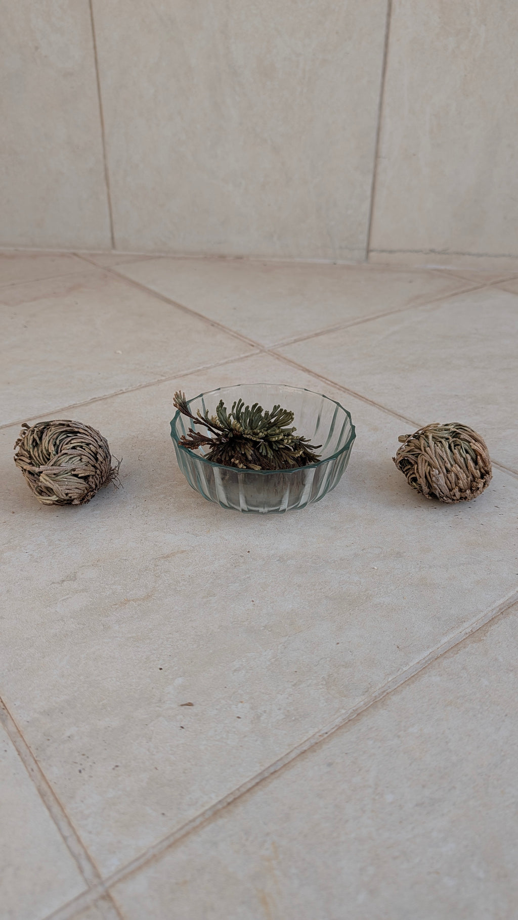 Rose of Jericho (Resurrection Plant)
