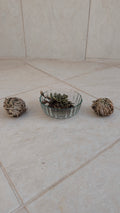 Rose of Jericho (Resurrection Plant)