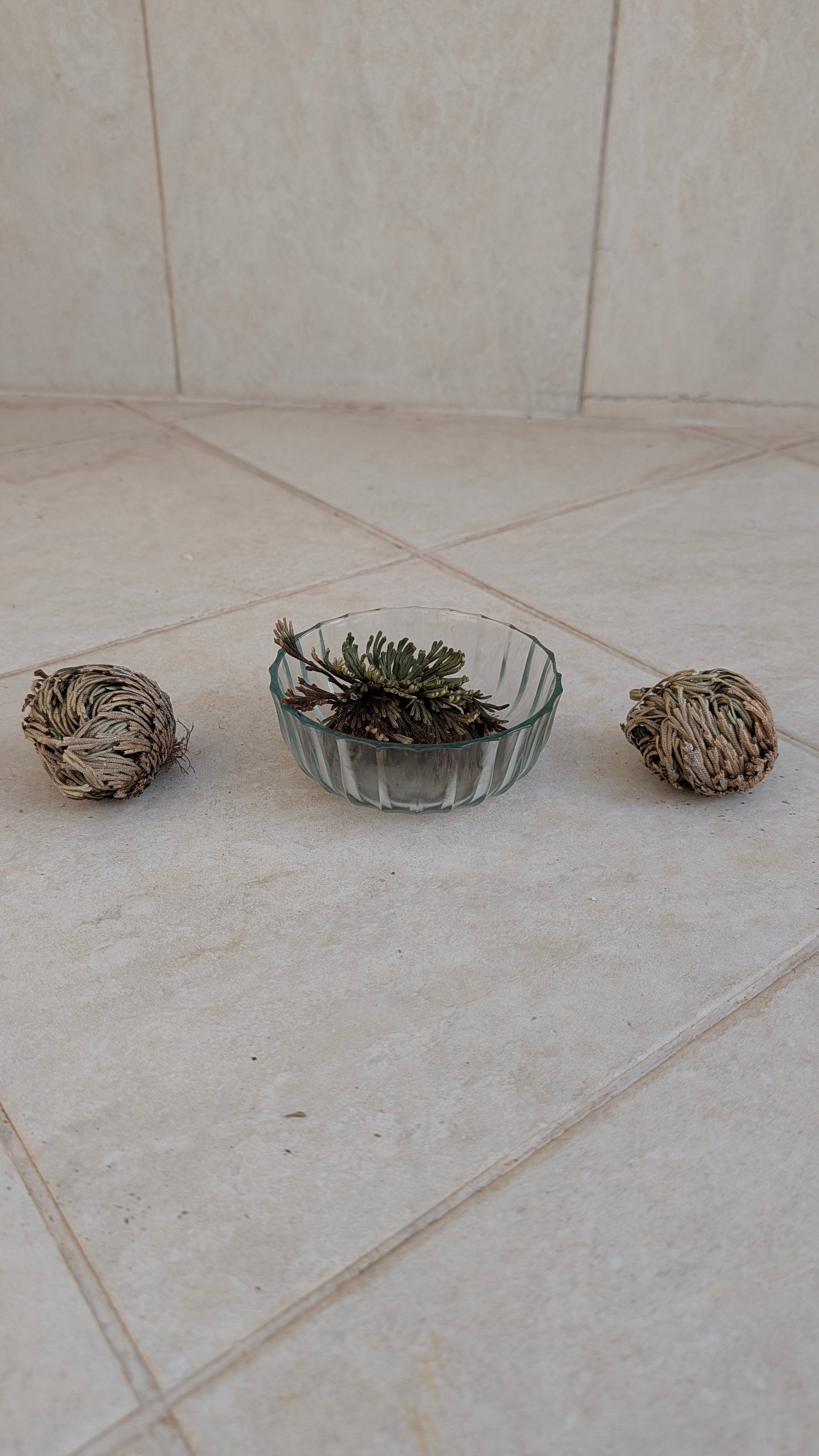 Rose of Jericho (Resurrection Plant)